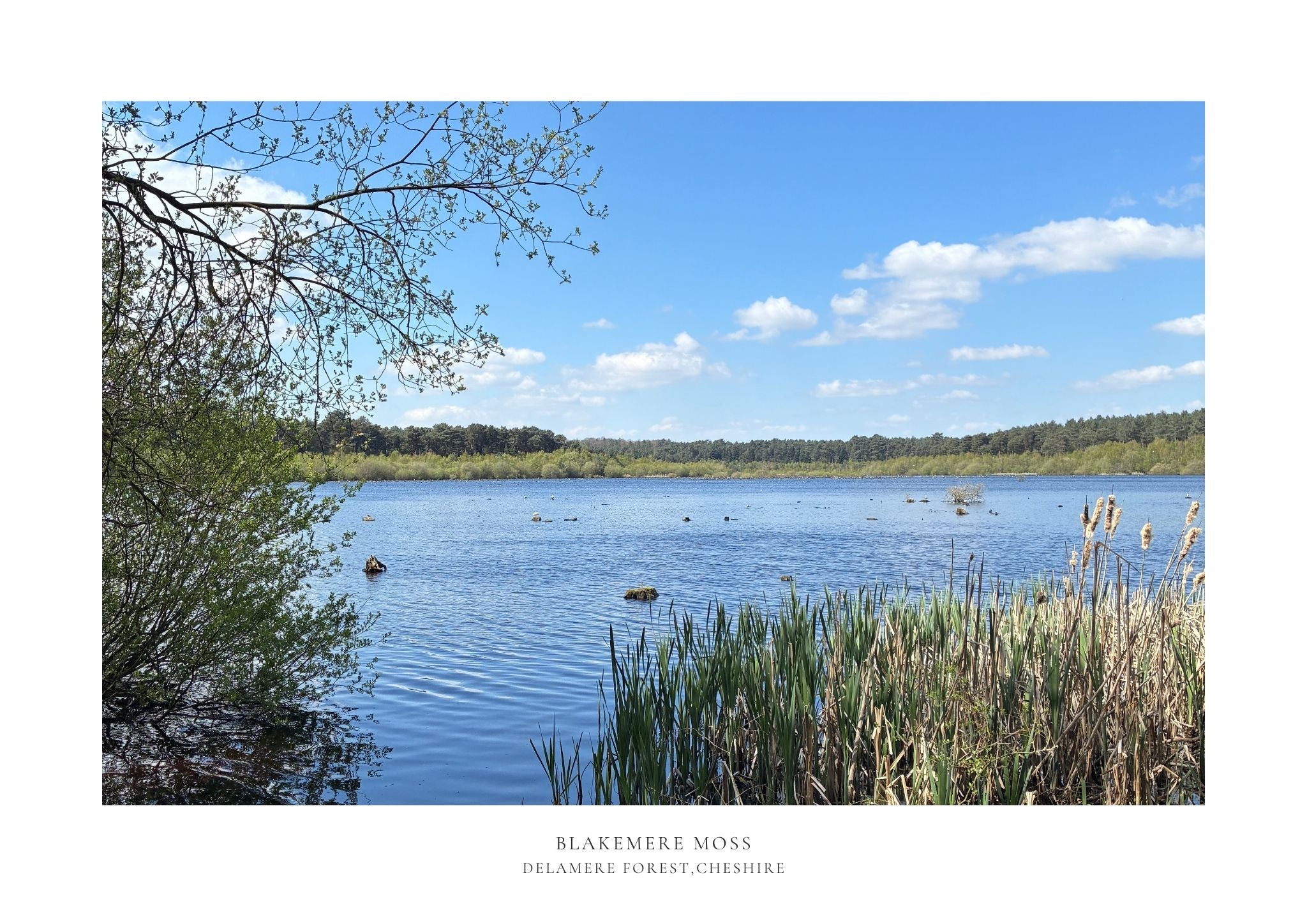Blakemere Moss Delamere Limited Edition A2 Print /50