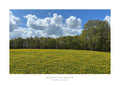 Bickerton Hill Meadow 2 Limited Edition A2 Print /50