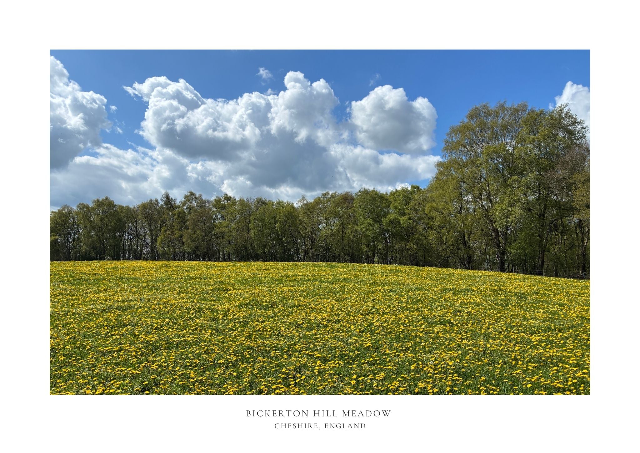 Bickerton Hill Meadow 2 Limited Edition A2 Print /50