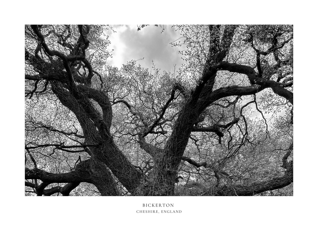 Bickerton Tree (Black & White) A2 Print