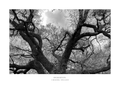 Bickerton Tree (Black & White) A2 Print