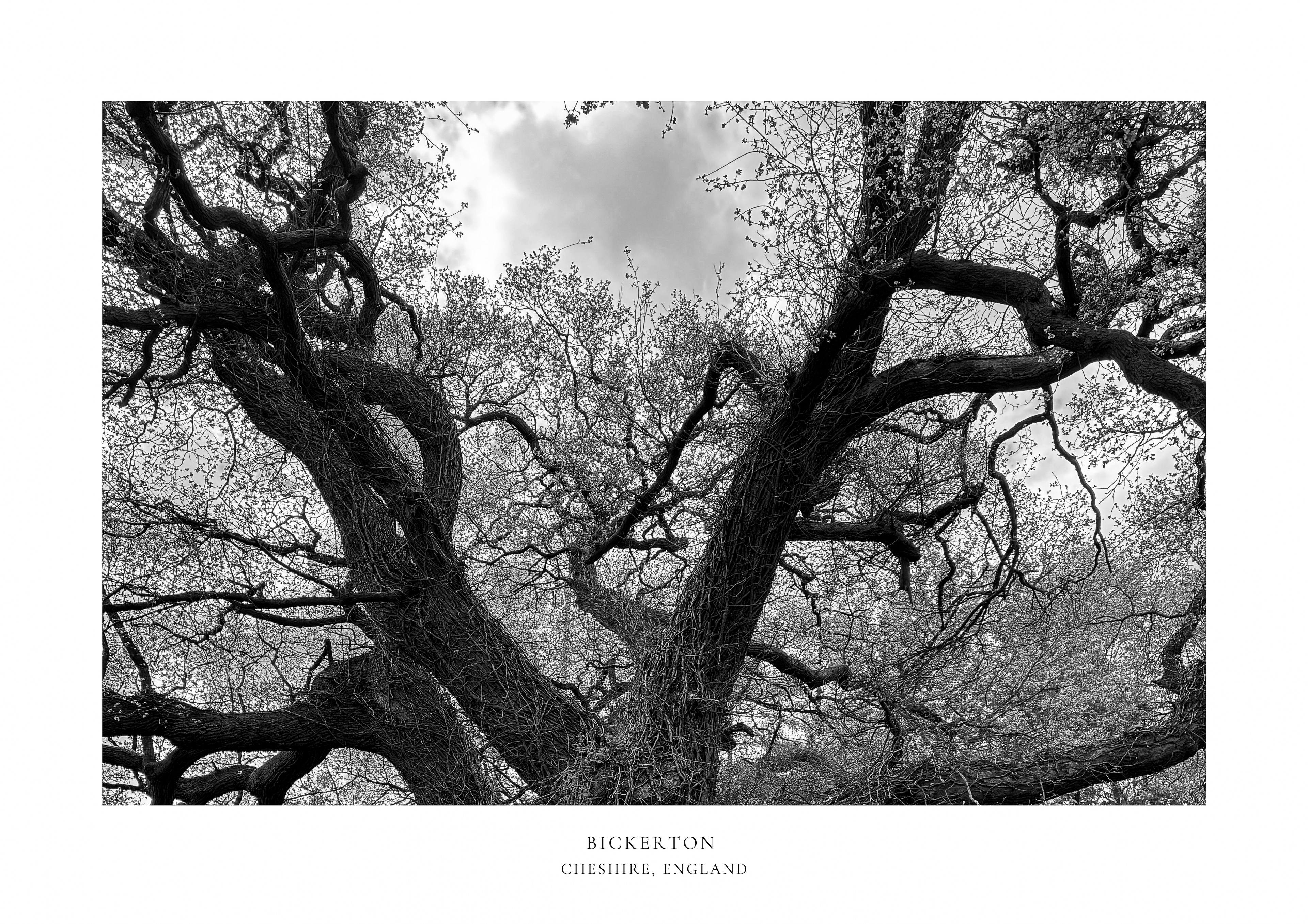 Bickerton Tree (Black & White) A2 Print