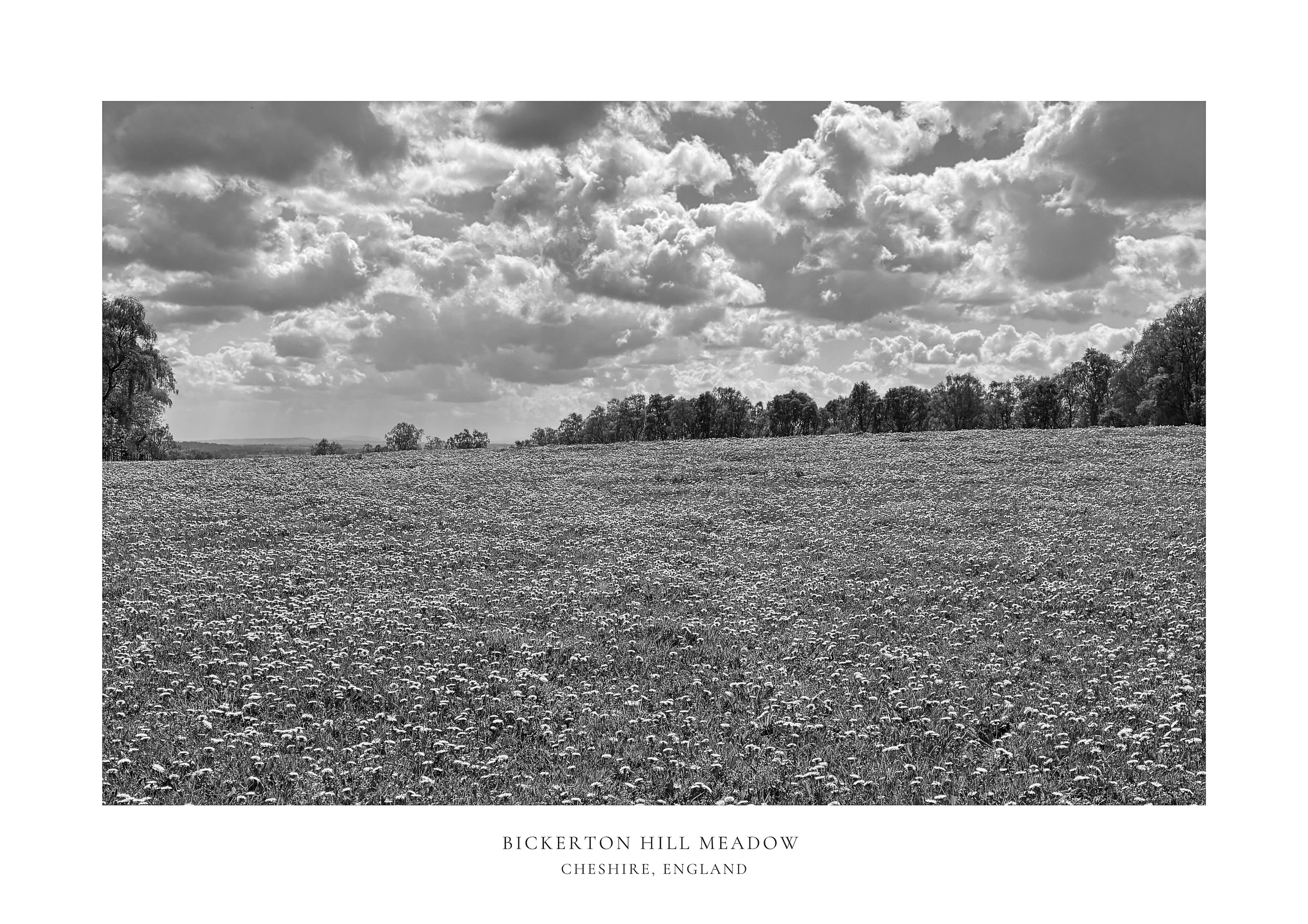 Bickerton Meadow (Black & White) A2 Print